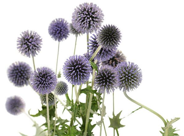 Echinops dans le cadre de l'arbre Hondro Sol Valgus